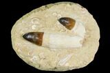 Two, Large, Rare Rooted Mosasaur (Prognathodon currii) Teeth #150156-1